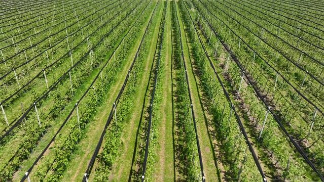 An apple orchard planted using modern horticultural techniques. Drone view. Green garden planting with a protective structure. Overhead view of the long rows of apple trees in the orchard