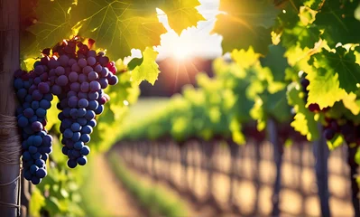 Zelfklevend Fotobehang Sunny vineyard landscape with grapes © karandaev