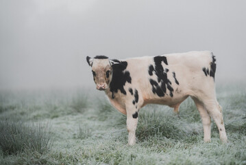 Jungbulle im Morgennebel