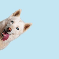 Portrait funny puppy dog on pastel background