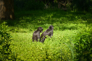 monkeys are sitting in the grass in their zoo habitat. Summer day in zoo.