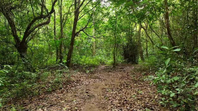 A mysterious path in the middle of a wooden forest in the tropical jungle, surrounded by green bushes, leaves and ferns. Abandoned road in the montane spring and equatorial Jungle in the Philippines