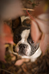 Autumn portrait of French buldog in leaves. He is so cute in the leaves. He has so lovely face.
