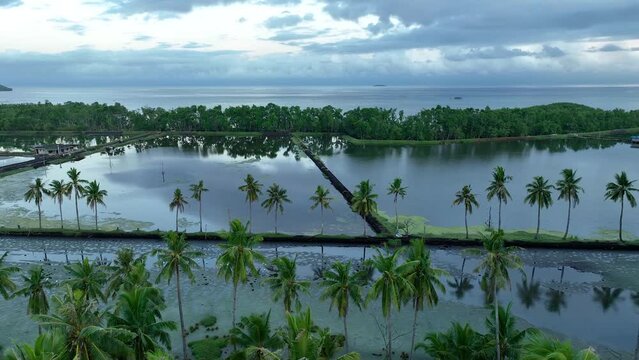 Aerial view of a shrimp and fish farm. Rice fields separated by palm trees against the background of the sea and low clouds stands a hut in the Philippines, Asia. Tropical landscape, travel concept