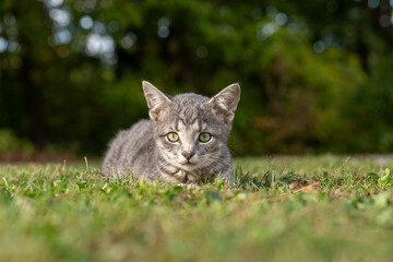 Cure gray tabby kitten laying in the grass in a yard in summer