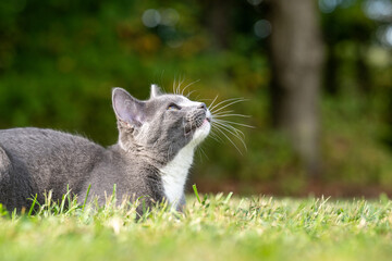Gray and white cat laying down in grass © Tony Campbell