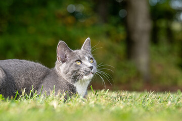 Naklejka na ściany i meble Gray and white cat laying down in grass
