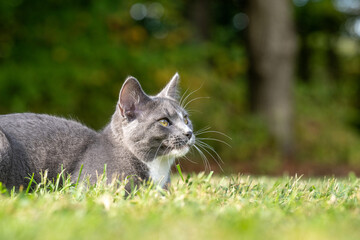Gray and white cat laying down in grass © Tony Campbell
