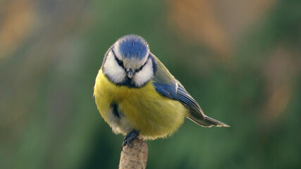 Eurasian Blue Tit