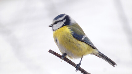 Naklejka premium Eurasian Blue Tit