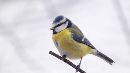 Fototapeta premium Eurasian Blue Tit