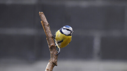 Eurasian Blue Tit