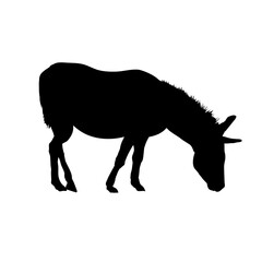donkey silhouette - vector illustration