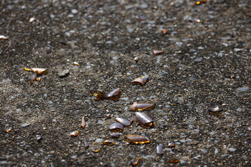 A broken bottle on the cement floor