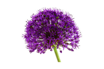 flower purple dandelion, blue onion isolated on white background PNG	 - obrazy, fototapety, plakaty