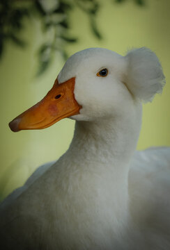 Portrait of a White Crested Duck