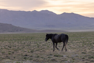 Wild Horse in Spring in the Utah Desert