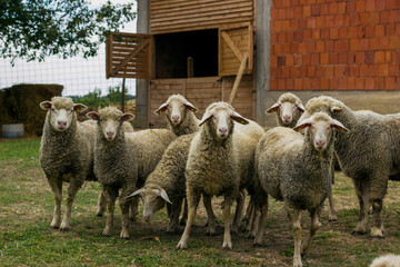 At the village. Flock of sheep at the farm