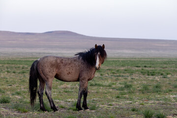 Wild Horse in Spring in the Utah Desert
