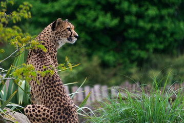 Guépard