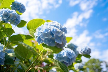 Blue French hydrangea under blue sky.