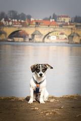 Dog is sitting on the island in nature with panorama Karls bridge.  He was in center of Prague. She is so patient model.