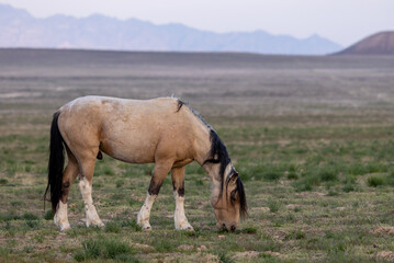 Wild Horse in Spring in the Utah Desert