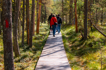 Obraz premium Young friends walking on a wooden path in the distance through the forest. Beautiful autumn colours.