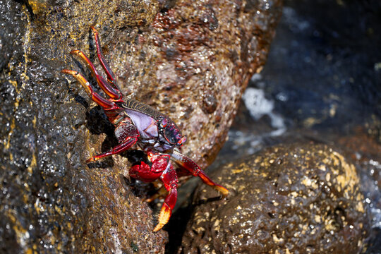 Ostatlantische Rote Felsenkrabbe (Grapsus adscensionis) erwachsene rote Krabbe klettert an einem braunen nassen Felsen - Las Playitas, Fuerteventura