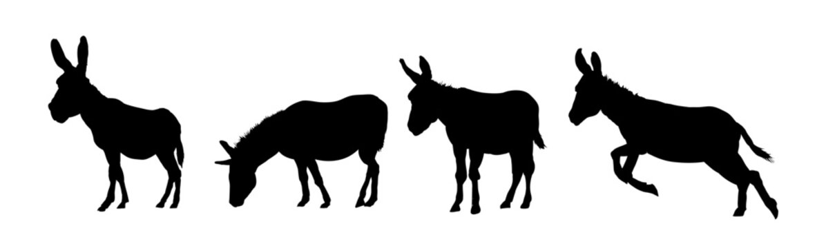Set of  donkey silhouette - vector illustration