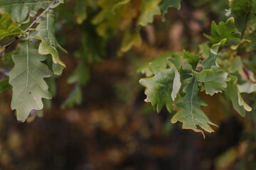 Oak branch with green leaves and acorns on a sunny day. Oak tree in autumn. Blurred leaf frame background. Closeup.