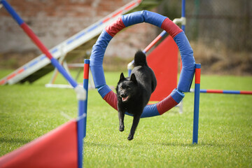 Dog is jumping over the hurdles. Amazing day on czech agility privat training