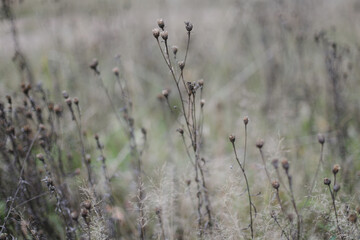 Close up of dry grass with thorns on blurred multicolored natural fall background. Autumn banner. Soft selective focus. 