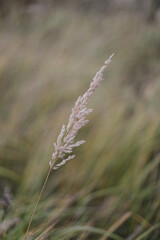 Fototapeta premium Green wheat field close up. Autumn countryside scenery. Beautiful nature landscape. Juicy fresh ears of young green wheat. Agriculture scene. Abstract blurred background
