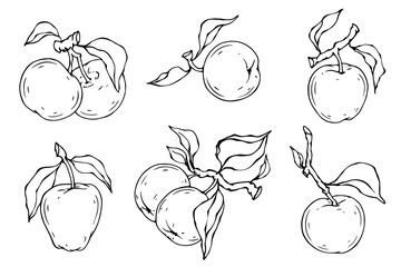 Linear botanical sketch with fruits and leaves of an apple tree.Vector graphics.	