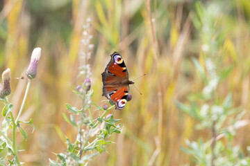Tagpfauenauge auf einer Distel, wunderschöner farbiger Schmetterling auf einer Blüte an einem...