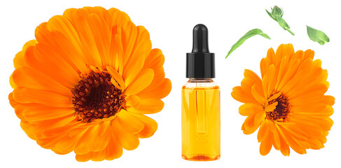 Bottle of aromatic essential oil for herbal medicine with calendula flowers and leaves on a white...