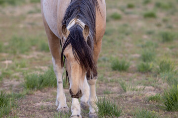 Wild Horse in the Utah Desert in Springtime