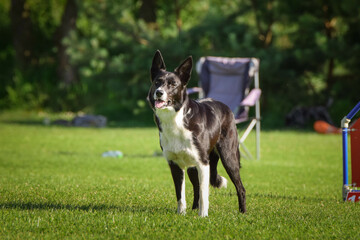 Dog is standing in the grass. He is so funny and he looks more cute.