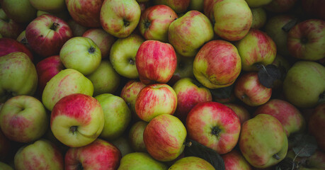 a bunch of red and green apples in a pile