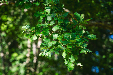 a branch full of a oak leaves