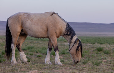 Wild Horse in the Utah Desert in Springtime