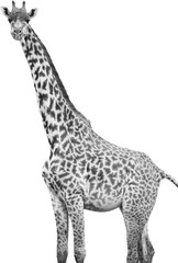 Fototapeta premium Giraffe PNG in black and white with transparent background