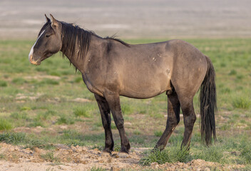 Wild Horse in the Utah Desert in Springtime