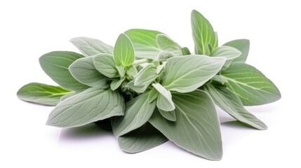 Plant lambs ear isolated on white background.