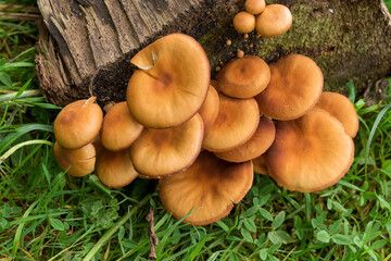  Mushrooms of the honey mushroom family on an old stump in the forest in autumn