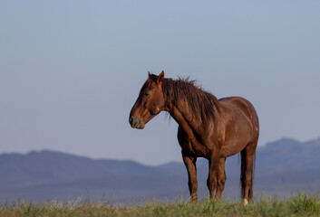 Wild Horse in the Utah Desert in Springtime