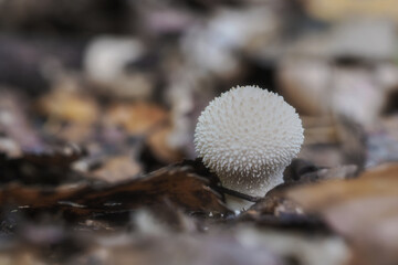 Rough puffball
Lycoperdon perlatum, nature, deciduous forest, close-up photography, Poland