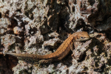 The viviparous lizard Zootoca vivipara is a species of lizard from the lizard family Lacertidae. It is the only representative of the genus Zootoca