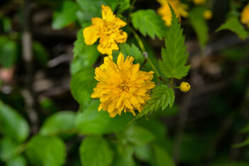 kerria japonica flowers in full bloom.
